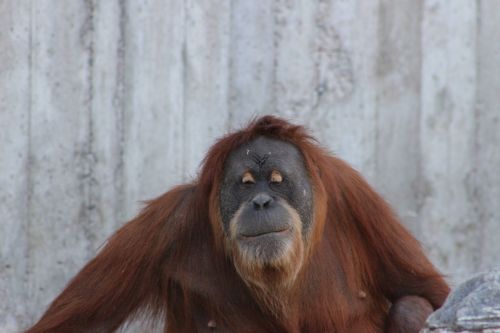 Orangutanas, Ape, Gamta, Orang Utan, Primatas, Beždžionė, Gyvūnas, Žinduolis, Veidas