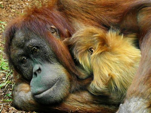 Orangutanas, Beždžionė, Ape, Primatas, Gyvūnas, Laukinė Gamta, Laukiniai, Zoologija, Žinduolis, Rūšis, Dykuma, Aplinka, Lauke, Gamta