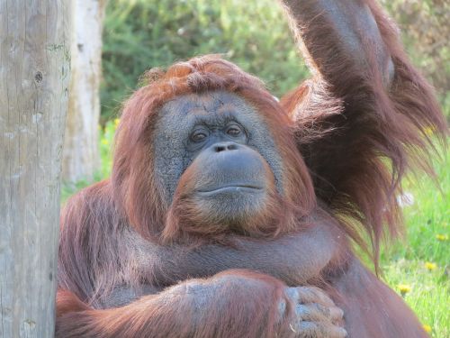 Orangutanas, Beždžionė, Zoologijos Sodas