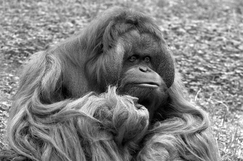 Orangutanas,  Beždžionė,  Veidas,  Galva,  Gyvūnas,  Portretas,  Niekas,  Žinduolis,  Akmenys,  Diena,  Ruda,  Horizontalus,  Oranžinė,  Vienas,  Ledge,  Asija,  Priekinis,  Plaukuotas,  Gulintis,  Primatas,  Dienos Metu,  Ranka,  Juoda & Nbsp,  Balta,  Vaizdas,  Orangutanas Juodai Baltas