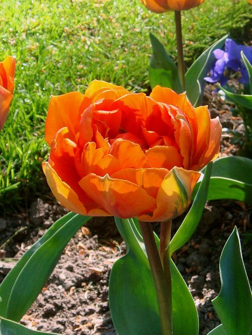 Oranje Tulp, Oranžinė Gėlė, Tulpės, Nyderlandai, Pavasaris, Žydėti, Nyderlandų Lemputė