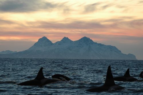 Orca, Lofoten Salos, Dusk, Jūros Dugnas
