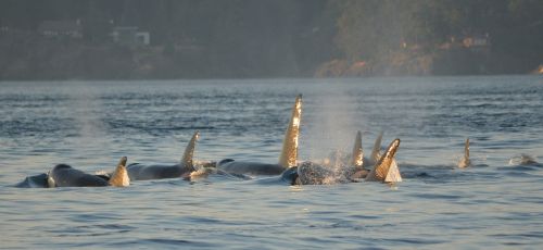 Orcas, Žudikai, Mirgėjimas, Viktorija, Kanada