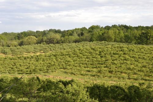 Vaisių Sodas, Laukas, Žalias, Vasara, Gamta, Medis, Ūkis, Žemdirbystė, Natūralus, Dangus, Vaisiai, Sezonas, Derlius, Kraštovaizdis, Kaimas, Žolė, Kalvos, Pavasaris, Saulėtas, Mėlynas, Kaimas, Šalis