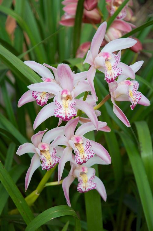 Orchidėja, Tailandas, Gėlės, Atogrąžų, Augalas