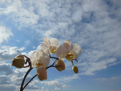 Orchidėja, Phalaenopsis, Gėlė, Žydėti, Augalas Baltas, Vasara, Mėlyna Skye, Balti Debesys