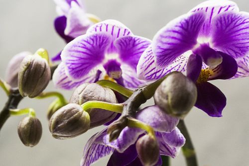 Orchidėja, Orchidėjos, Gėlės, Rožinis, Violetinė, Gėlė, Atogrąžų, Augalas, Gėlių