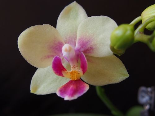 Orchidėja, Gėlė, Orchidėja, Makro, Roštín, Augalas