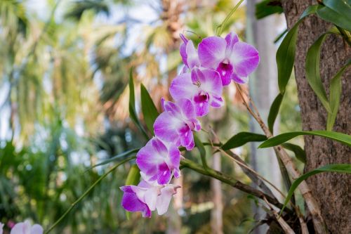 Orchidėja, Wai, Orchidėjų Rotango