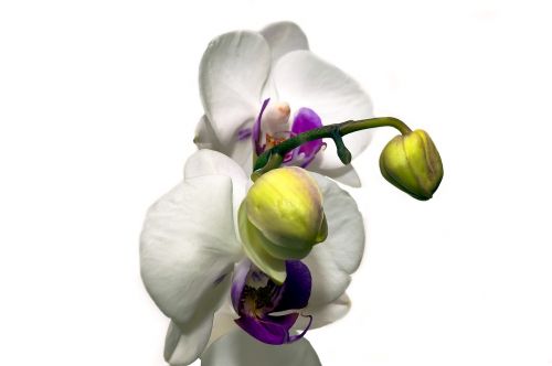 Orchidėja, Gėlė, Žiedas, Žydėti, Egzotiškas, Tropinė Orchidėja, Augalas