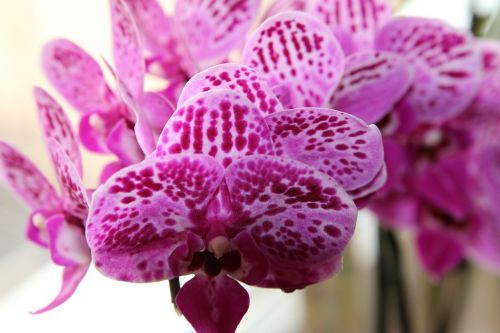 Orchidėja, Augalas, Gėlė
