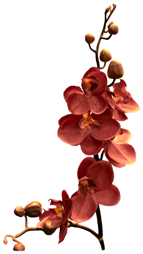 Orchidėja, Filialas, Gėlė