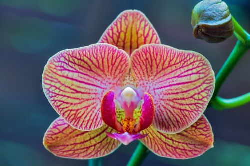 Orchidėja, Phalaenopsis, Lepkeorchidea, Gėlė, Augalas