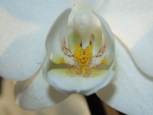 Orchidėja, Balta, Gėlė, Geltona, Augalas, Gamta