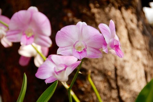 Orchidėja, Gėlė, Laukiniai, Žiedas, Žydėti, Balta Violetinė, Augalas, Uždaryti, Tailandas