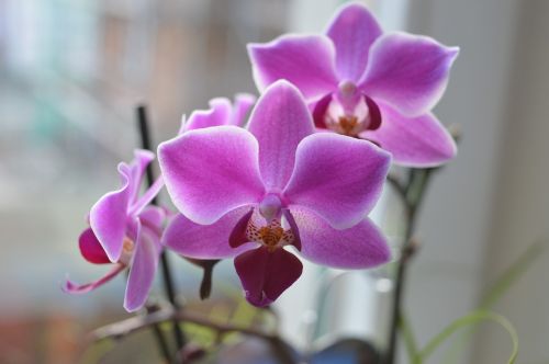 Orchidėja, Žiedas, Žydėti, Gėlė, Augalas, Uždaryti, Violetinė, Phaleonopsis