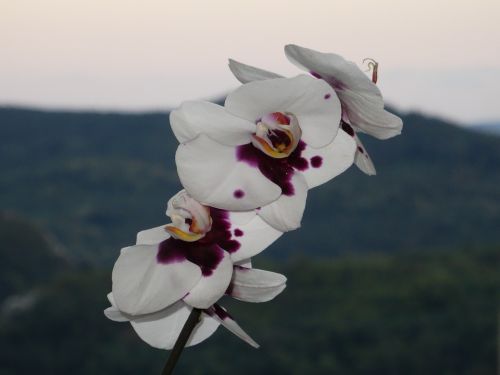 Orchidėja, Gėlės, Pavasaris