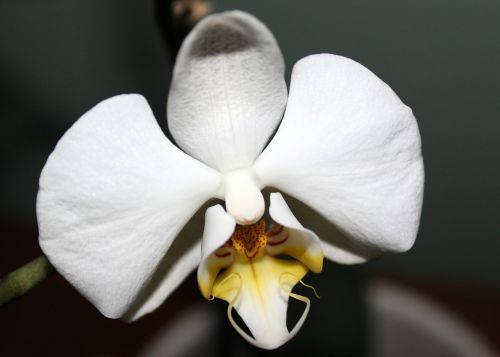 Orchidėja, Orchidėjų Šiltnamiai, Orchidaceae, Žiedas, Žydėti, Balta, Kambarinis Augalas, Augalas