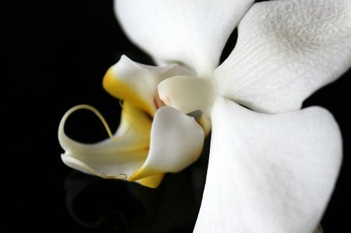 Orchidėja, Orchidėjų Šiltnamiai, Orchidaceae, Žiedas, Žydėti, Balta Geltona, Gėlė