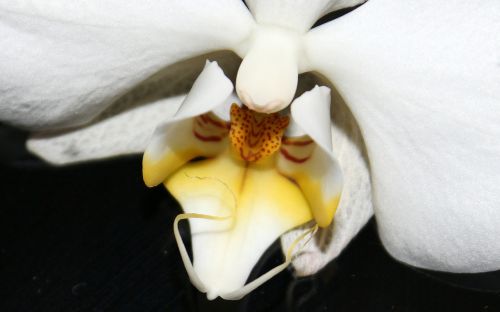 Orchidėja, Orchidėjų Šiltnamiai, Orchidaceae, Balta Geltona, Žiedas, Žydėti, Kambarinis Augalas