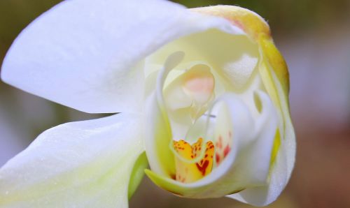 Orchidėja, Orchidėjų Šiltnamiai, Orchidaceae, Žiedas, Žydėti, Balta Geltona, Žydėti, Atviras, Budas, Kauliukai