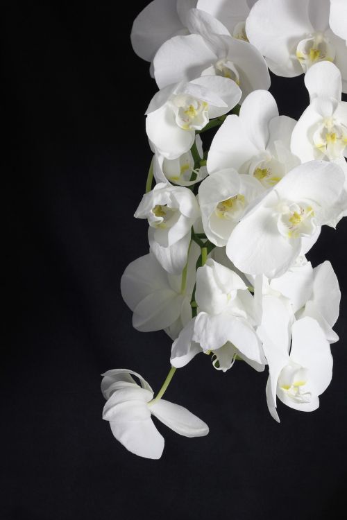 Orchidėja, Gėlė, Augalas, Balta, Pasodintas Augalas, Balta Gėlė, Augalai, Gėlės