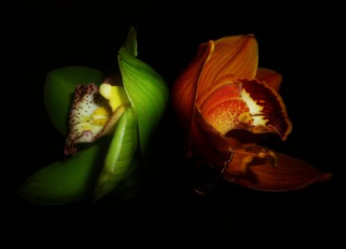 Orchidėja, Gėlė, Kontrastas, Spalvos