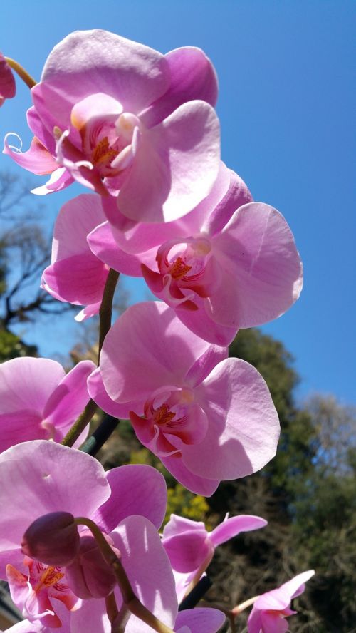 Orchidėja, Gėlė, Gamta, Rožinė Gėlė