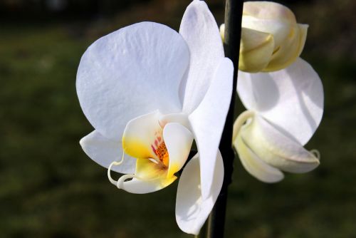 Orchidėja, Orchidėjų Šiltnamiai, Orchidaceae, Balta Geltona, Žiedas, Žydėti, Budas, Gražus, Žydėti, Kambarinis Augalas, Gėlė