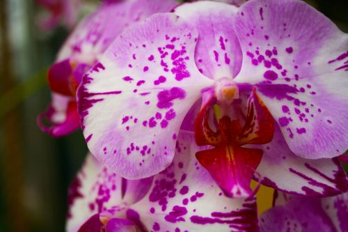 Orchidėja, Violetinė, Gėlė, Gamta, Iš Arti, Purpurinė Gėlė, Egzotiškas