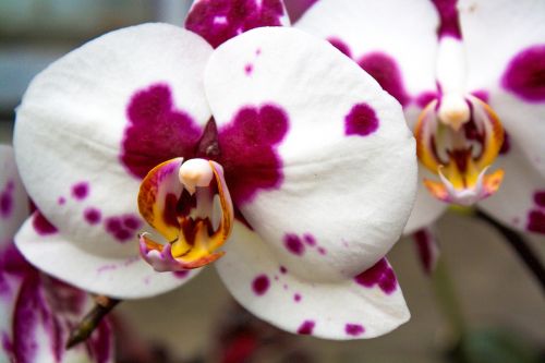Orchidėja, Violetinė, Balta, Pastebėtas, Gėlė, Gamta, Žiedas, Iš Arti, Botanika, Sodas