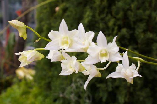 Orchidėja, Balta, Egzotiškas, Rytietiškas, Subtilus, Gėlė, Žiedas