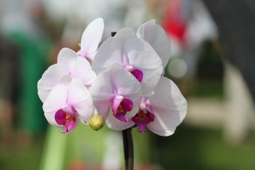 Orchidėja, Gėlė, Augalas, Balta, Violetinė, Žiedas, Žydėti