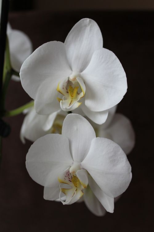 Orchidėja, Gėlė, Balta, Gėlės, Augalas