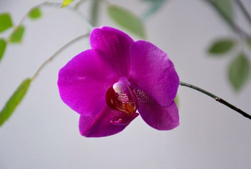 Orchidėja, Phalaenopsis, Gėlė, Žydėti, Violetinė, Avietė, Kambariniai Augalai, Stalinis Kompiuteris