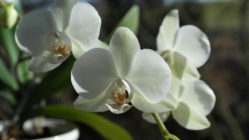 Orchidėja, Balta, Gėlė, Žiedas, Žydėti, Augalas