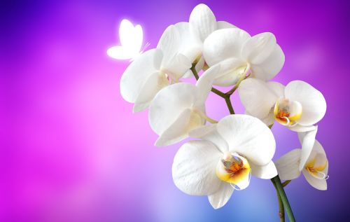 Orchidėja, Drugelis, Gėlė, Balta, Žiedas, Žydėti, Fonas