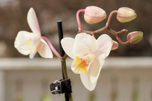 Orchidėja, Gėlė, Žiedas, Žydėti, Balta, Laukinė Orchidėja, Augalas, Gamta, Flora