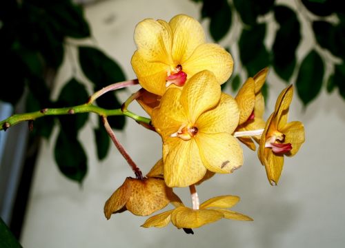 Orchidėja, Gėlė, Gėlės, Geltona