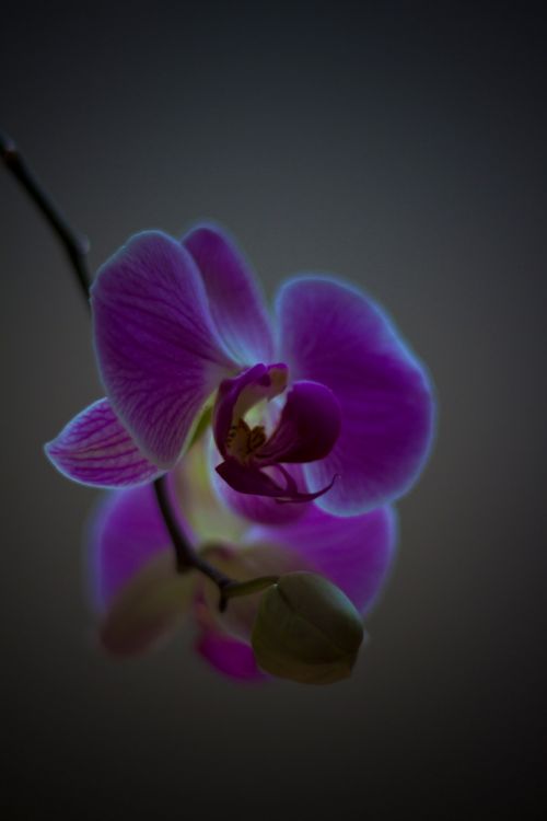 Orchidėja,  Gėlė,  Flora,  Floristas,  Augalas,  Mielas,  Gamta,  Orchidėja