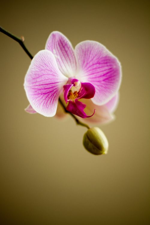 Orchidėja,  Gėlė,  Flora,  Floristas,  Augalas,  Mielas,  Gamta,  Orchidėja