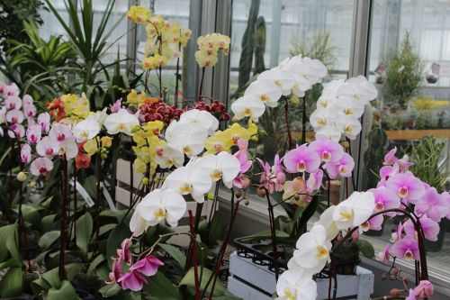 Orchidėja, Balta, Rožinis, Botanika, Atogrąžų, Augalas