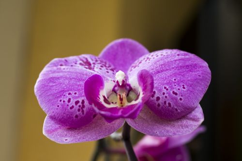 Orchidėja, Gėlė, Augalas, Phanelopsis