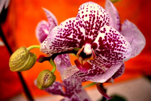 Orchidėja,  Gėlė,  Atogrąžų,  Orchidėjos,  Žydėti,  Žiedas,  Augalas,  Orchidaceae,  Žiedlapis,  Orchidėja