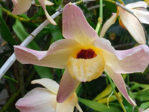 Orchidėja, Flora, Egzotiškas