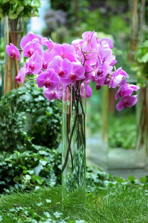Orchidėja, Mov, Puokštė