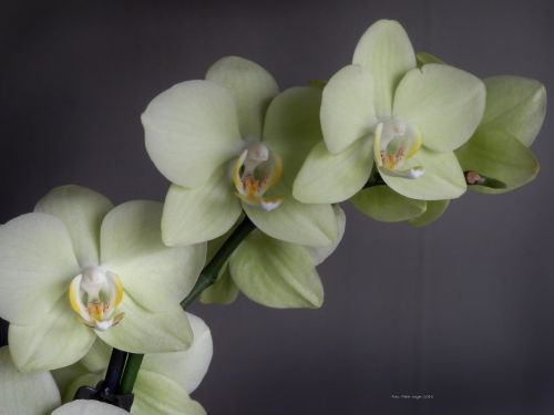 Orchidėja & Nbsp,  Gėlė,  Orchidėjos,  Orchidėja