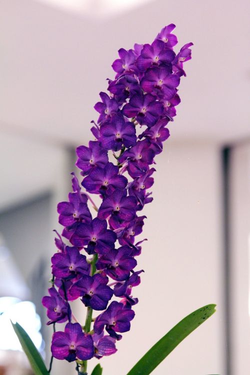 Orchidėja, Violetinė, Vanda