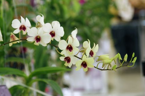 Tailando Orchidėjos, Trucker Gu Lawai, Orchidėja