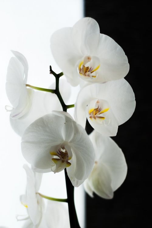 Orchidėja, Juoda, Balta